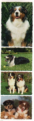 Australian Shepherd Stickers by Mrs. Grossman's