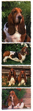 Basset Hound Stickers by Mrs. Grossman's