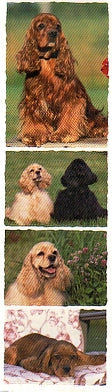 Cocker Spaniel Stickers by Mrs. Grossman's