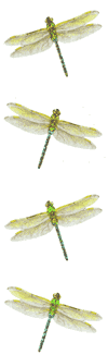 Dragonfly (Spkl) Stickers by Mrs. Grossman's