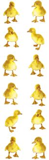 Ducklings Stickers by Mrs. Grossman's