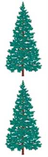 Fir Tree Stickers by Mrs. Grossman's