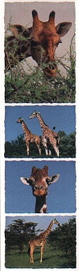 Giraffe Stickers by Mrs. Grossman's