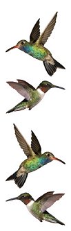 Hummingbirds Stickers by Mrs. Grossman's