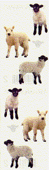 Little Lambs Stickers by Mrs. Grossman's