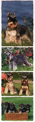 Miniature Schnauzer Stickers by Mrs. Grossman's