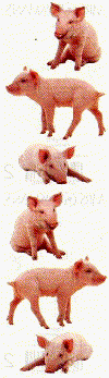 Piglets Stickers by Mrs. Grossman's