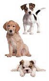 Precious Pupppies Stickers by Mrs. Grossman's