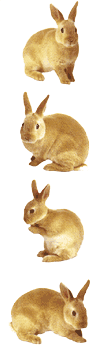 Rabbit Stickers by Mrs. Grossman's