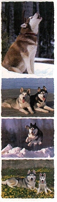 Siberian Husky Stickers by Mrs. Grossman's