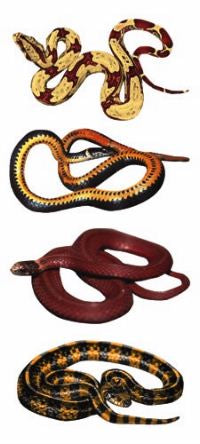 Snakes Stickers by Paper House