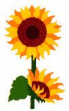 Sunflower Stickers by Mrs. Grossman's