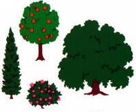 Giant Trees Stickers by Mrs. Grossman's