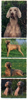 Weimaraner Stickers by Mrs. Grossman's