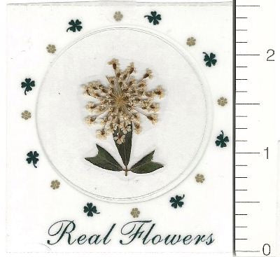 White Anne Lace (Pressed Flower) Stickers by Pressed Flower Gallery