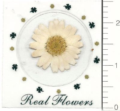 White Northpole (Pressed Flower) Stickers by Pressed Flower Gallery