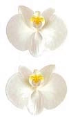 White Orchid Stickers by Mrs. Grossman's