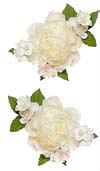 White Peony Stickers by Mrs. Grossman's