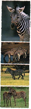 Zebra Stickers by Mrs. Grossman's