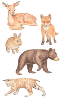 Baby Animals Stickers by Mrs. Grossman's