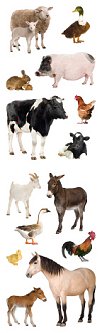 Barnyard Animals Stickers by Mrs. Grossman's
