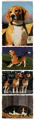 Beagle Stickers by Mrs. Grossman's