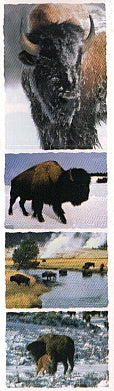 Bison Stickers by Mrs. Grossman's