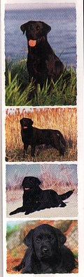 Black Labrador Stickers by Mrs. Grossman's