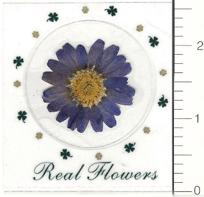 Blue Northpole (Pressed Flower) Stickers by Pressed Flower Gallery