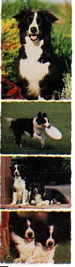 Border Collie Stickers by Mrs. Grossman's