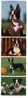 Boston Terrier Stickers by Mrs. Grossman's