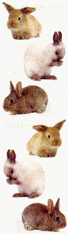 Bunny Rabbits Stickers by Mrs. Grossman's