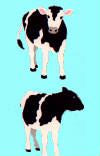 Cow Stickers by Mrs. Grossman's