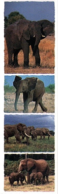 Elephant Stickers by Mrs. Grossman's