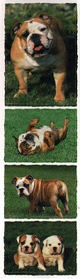 English Bulldog Stickers by Mrs. Grossman's