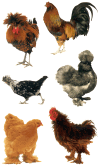 Exotic Chickens Stickers by Mrs. Grossman's