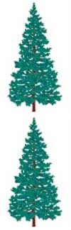 Fir Tree Stickers by Mrs. Grossman's