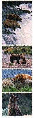 Grizzly Bear Stickers by Mrs. Grossman's