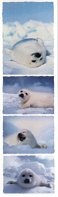 Harp Seal Stickers by Mrs. Grossman's