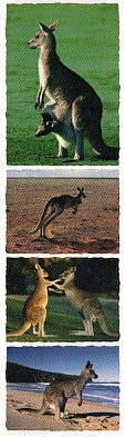 Kangaroo Stickers by Mrs. Grossman's