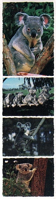 Koala Stickers by Mrs. Grossman's
