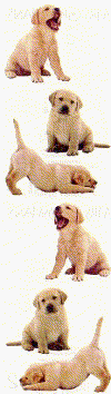 Labrador Pups Stickers by Mrs. Grossman's