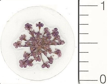 Mini Purple Queen Anne's Lace (Pressed Flower) Stickers by Pressed Flower Gallery