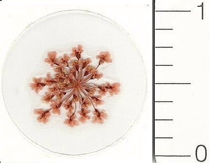 Mini Pink Queen Anne's Lace (Pressed Flower) Stickers by Pressed Flower Gallery