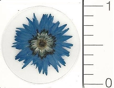 Mini Blue Everlasting (Pressed Flower) Stickers by Pressed Flower Gallery