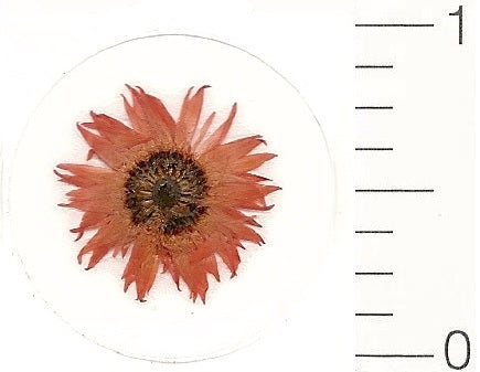 Mini Orange Everlasting (Pressed Flower) Stickers by Pressed Flower Gallery