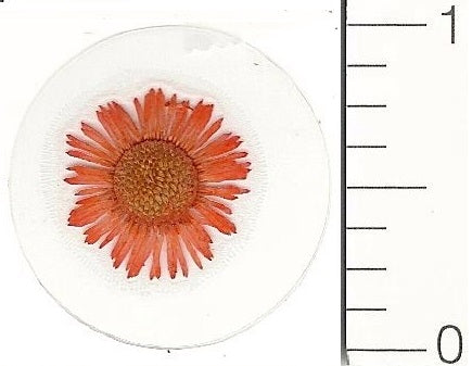 Mini Orange Northpole (Pressed Flower) Stickers by Pressed Flower Gallery