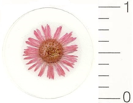 Mini Pink Northpole (Pressed Flower) Stickers by Pressed Flower Gallery