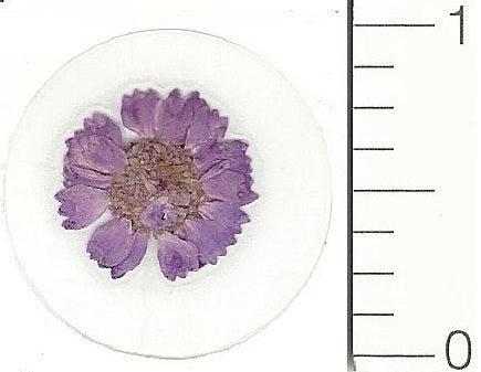 Mini Purple Cosmo (Pressed Flower) Stickers by Pressed Flower Gallery