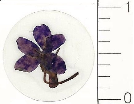Mini Violet (Pressed Flower) Stickers by Pressed Flower Gallery